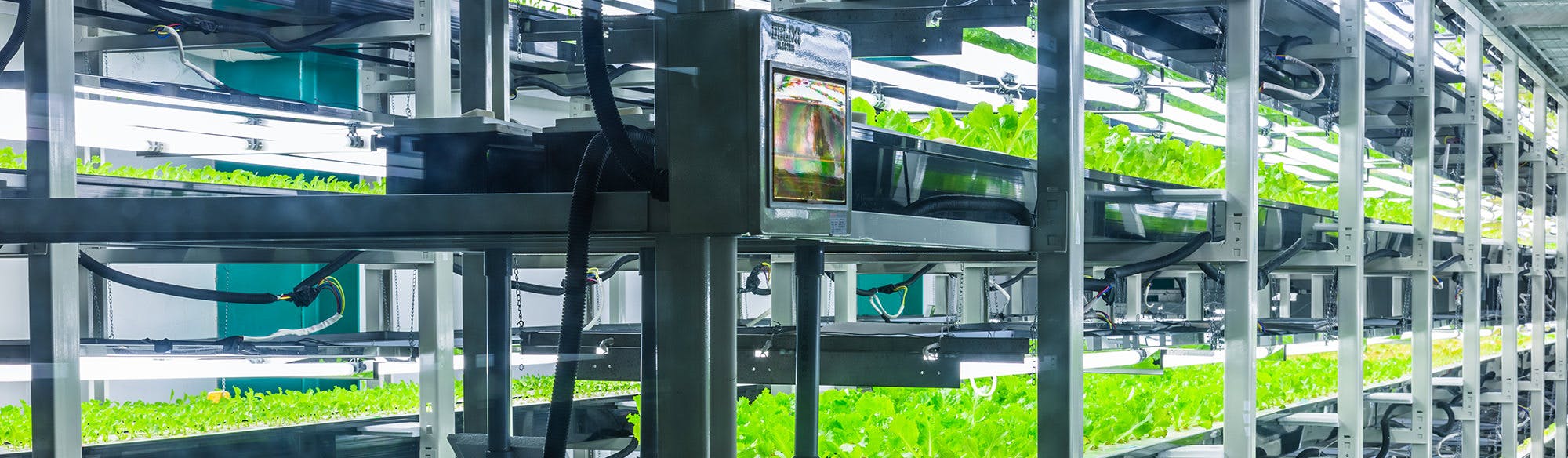 Vertical farm: sostenibilità ed efficienza